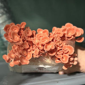 Meet your Posher, Mark anthony